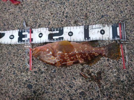 今期　初キジハタ